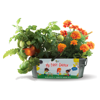 Buzzy Seeds My First Garden Painted Windowsill Grow Kit, Marigold & Tomato