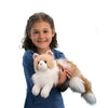 Douglas Kiki Ragdoll Cat