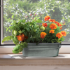 Buzzy Seeds My First Garden Painted Windowsill Grow Kit, Marigold & Tomato