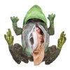 Folkmanis Frog Life Cycle Puppet